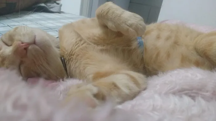 Gato ra a SRD idade 7 a 11 meses nome Luci