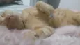 Luci