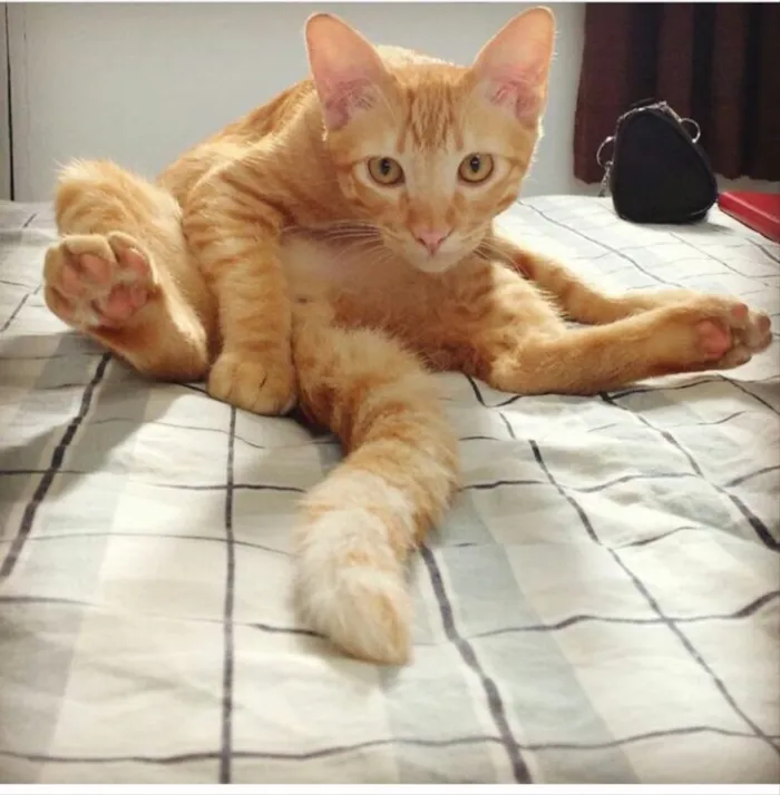 Gato ra a SRD idade 7 a 11 meses nome Luci
