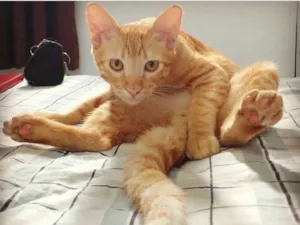 Gato raça SRD idade 7 a 11 meses nome Luci
