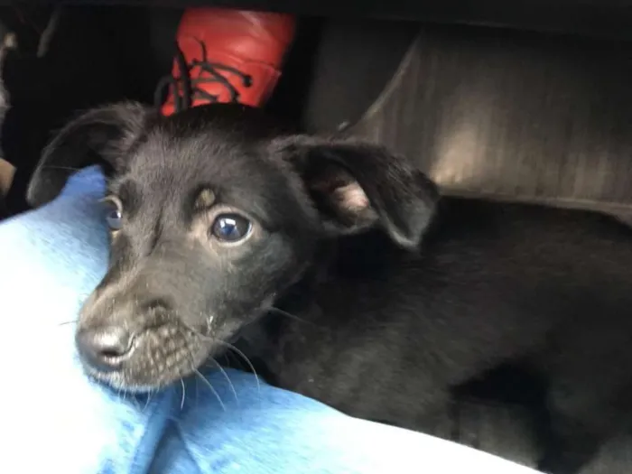 Cachorro ra a sem raça definida idade Abaixo de 2 meses nome Zeus