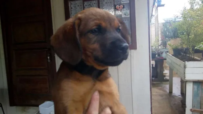 Cachorro ra a Não definido idade 2 a 6 meses nome Kika