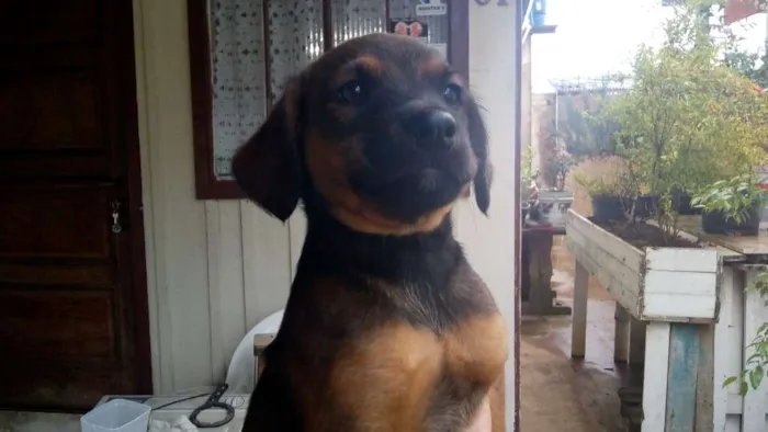 Cachorro ra a Não definido idade 2 a 6 meses nome Kika