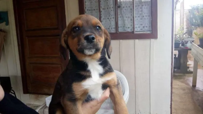 Cachorro ra a Não definido idade 2 a 6 meses nome Kika