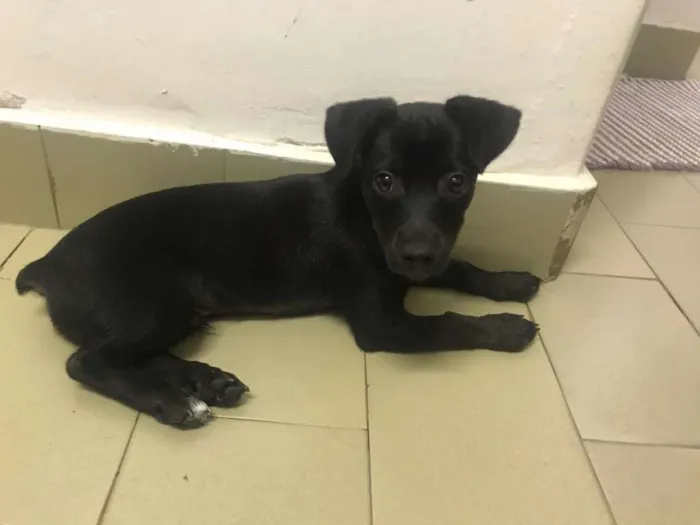Cachorro raça SRD idade 2 a 6 meses nome Sem nome