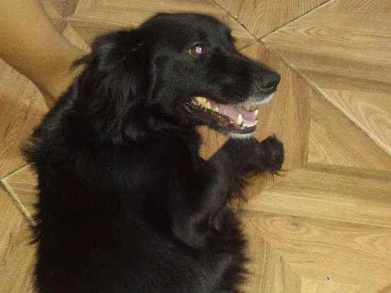 Cachorro ra a Vira-latas raciada com lobo idade 6 ou mais anos nome Preta