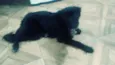 Preta