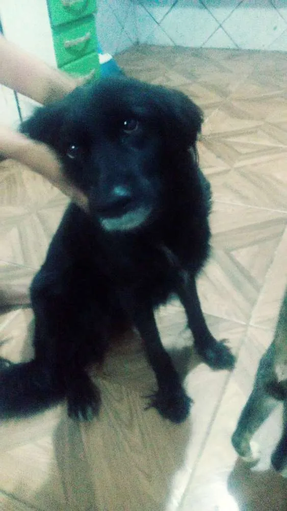 Cachorro ra a Vira-latas raciada com lobo idade 6 ou mais anos nome Preta