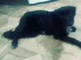 Preta