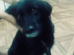 Cachorro raça Vira-latas raciada com lobo idade 6 ou mais anos nome Preta