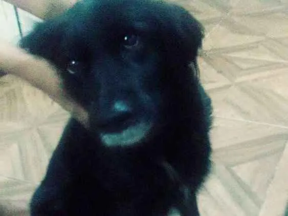 Cachorro ra a Vira-latas raciada com lobo idade 6 ou mais anos nome Preta