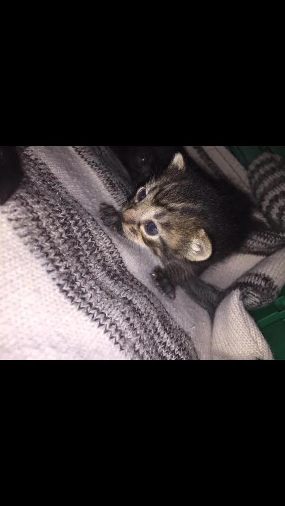 Gato ra a felino idade 2 a 6 meses nome Sem nome
