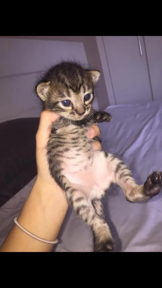 Gato ra a FELINO idade Abaixo de 2 meses nome Sem nome