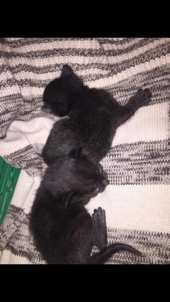 Gato ra a FELINO idade Abaixo de 2 meses nome Sem nome