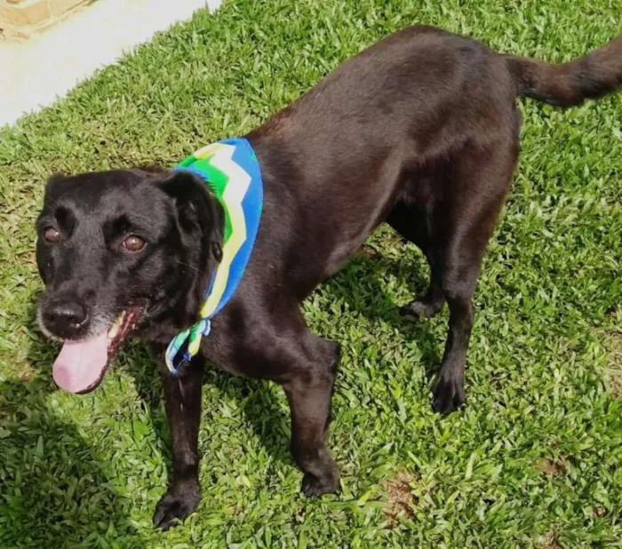Cachorro ra a SRD idade 3 anos nome Vitor