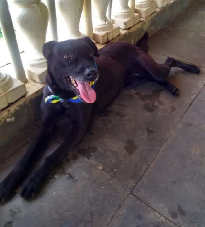 Cachorro ra a SRD idade 3 anos nome Vitor