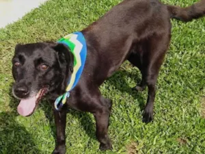Cachorro raça SRD idade 3 anos nome Vitor