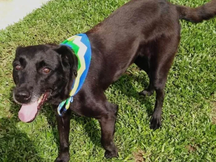 Cachorro ra a SRD idade 3 anos nome Vitor
