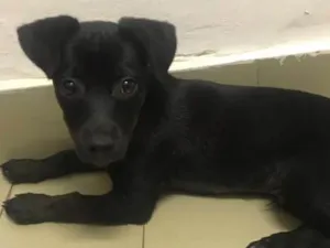 Cachorro raça SRD idade 2 a 6 meses nome Sem nome