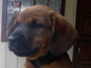 Cachorro raça Não definido idade 2 a 6 meses nome Kika