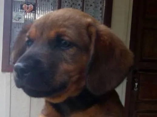 Cachorro ra a Não definido idade 2 a 6 meses nome Kika