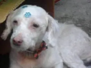 Cachorro raça Poodle idade 6 ou mais anos nome Princesa