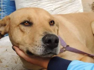 Cachorro raça SDR' idade 6 ou mais anos nome Nick