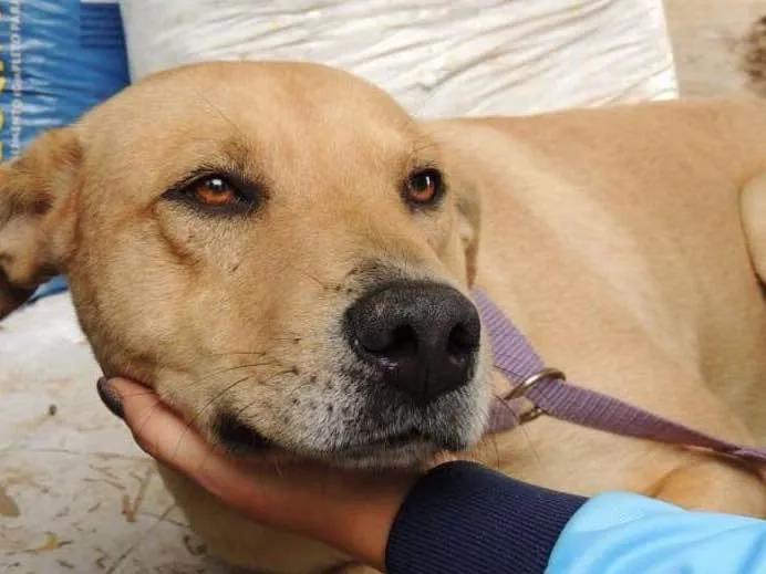 Cachorro ra a SDR' idade 6 ou mais anos nome Nick