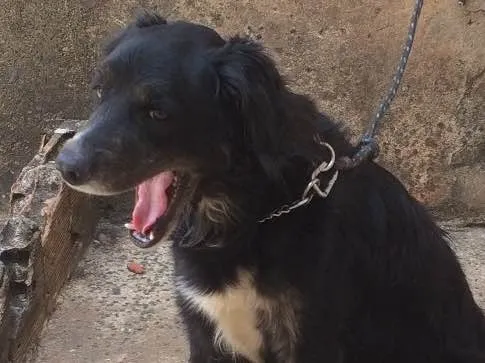Cachorro ra a Misturado  idade 4 anos nome Alfredo 