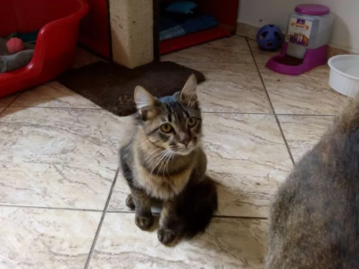 Gato raça SRD idade 2 anos nome Lucca