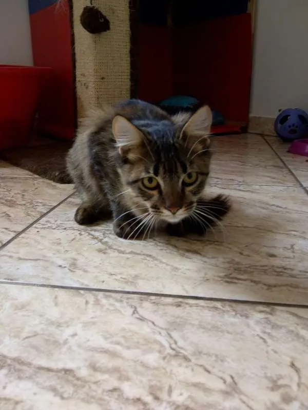 Gato raça SRD idade 2 anos nome Lucca