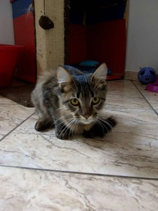 Gato raça SRD idade 2 anos nome Lucca