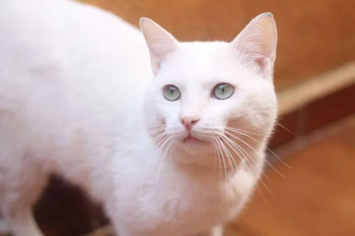 Gato ra a  idade 2 anos nome Chay