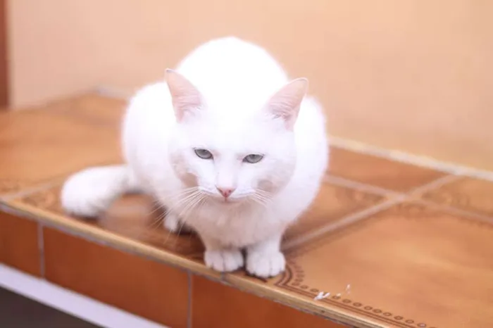 Gato ra a  idade 2 anos nome Chay