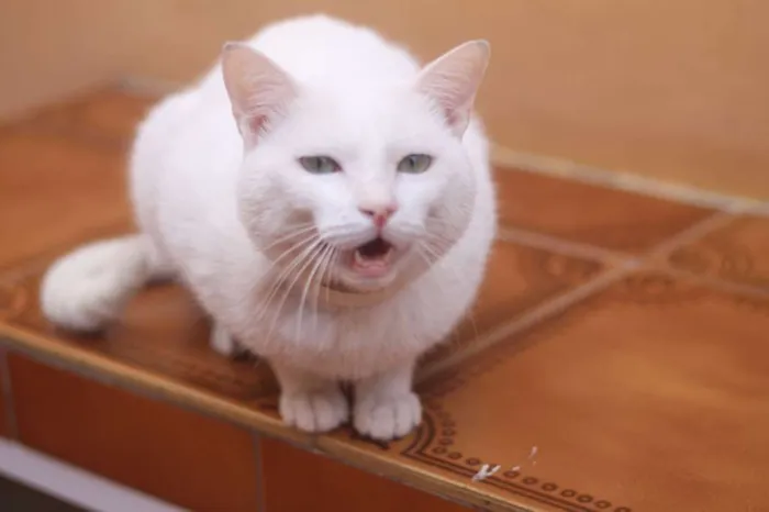 Gato ra a  idade 2 anos nome Chay