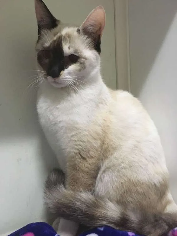 Gato ra a  idade 2 anos nome Glória