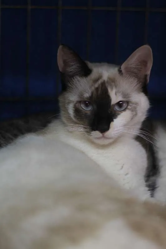 Gato ra a  idade 2 anos nome Glória
