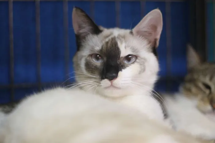 Gato ra a  idade 2 anos nome Glória