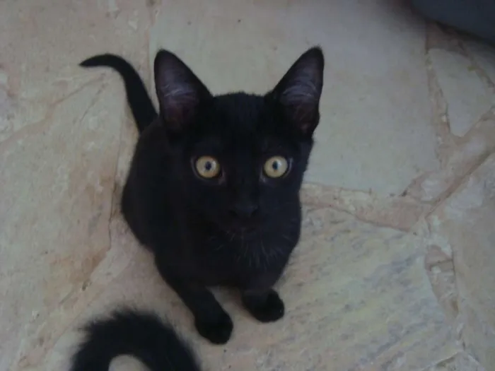 Gato ra a  idade 7 a 11 meses nome Livorno