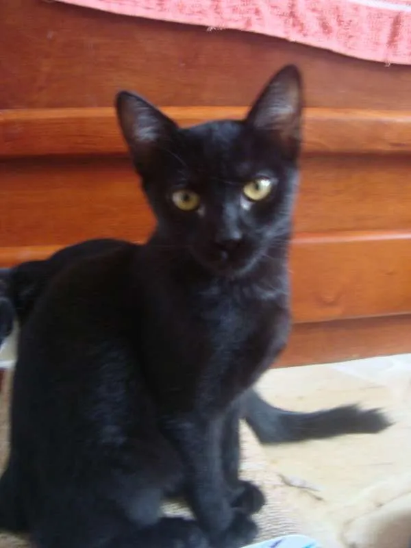 Gato ra a  idade 7 a 11 meses nome Livorno