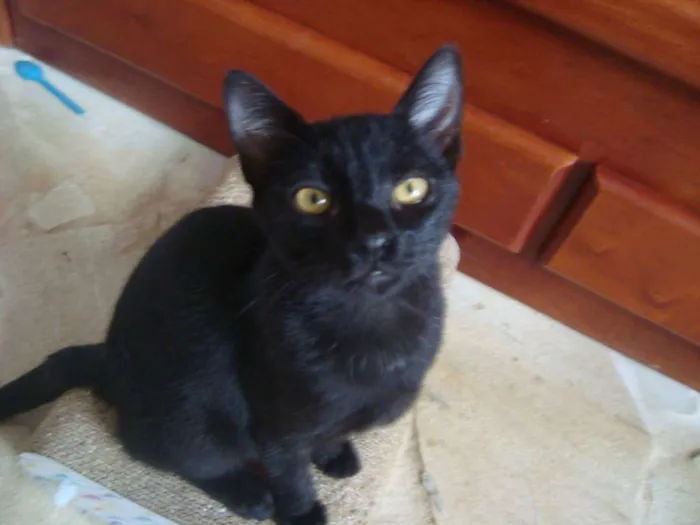 Gato ra a  idade 7 a 11 meses nome Livorno