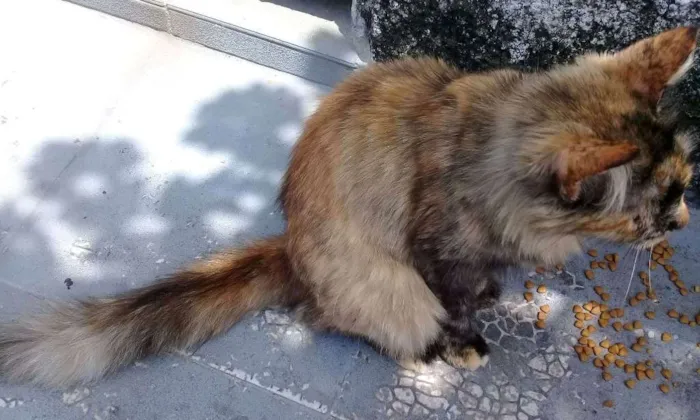 Gato ra a  idade 2 anos nome Escaminha peluda