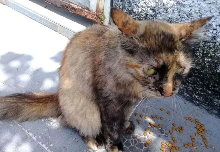 Gato ra a  idade 2 anos nome Escaminha peluda
