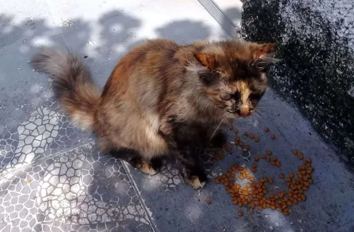 Gato ra a  idade 2 anos nome Escaminha peluda
