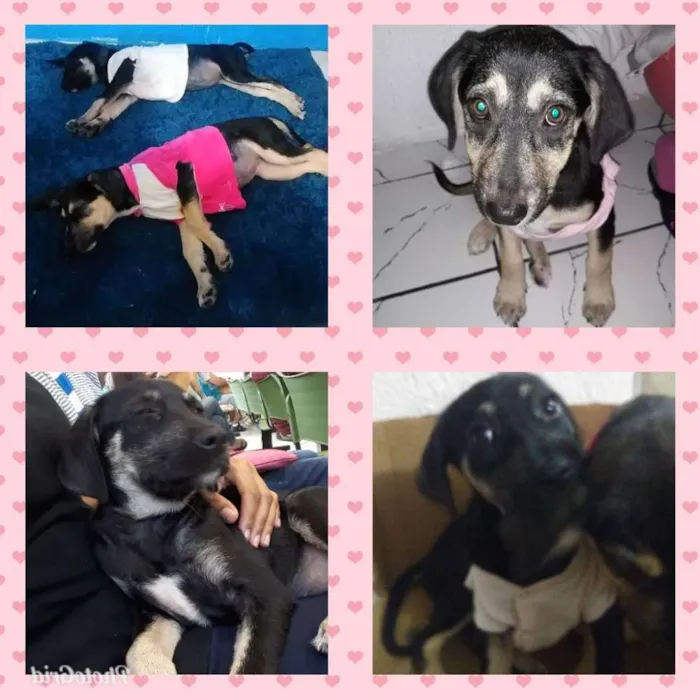 Cachorro ra a SRD idade 2 a 6 meses nome Pituka e Lulu