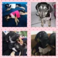 Pituka e Lulu