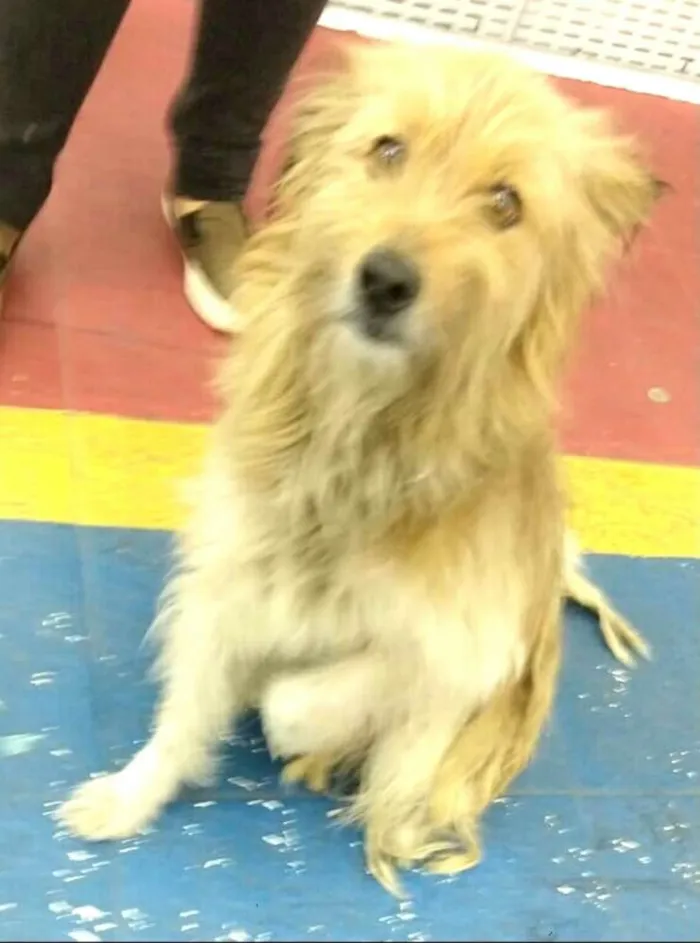 Cachorro ra a  idade 1 ano nome Beto