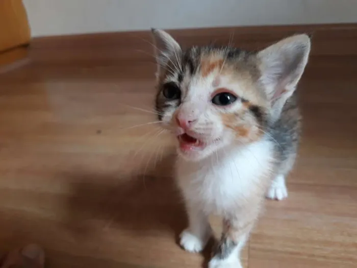Gato ra a Tricolor idade Abaixo de 2 meses nome Gatinha