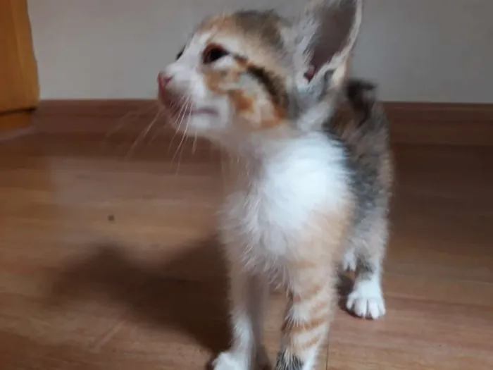 Gato ra a Tricolor idade Abaixo de 2 meses nome Gatinha