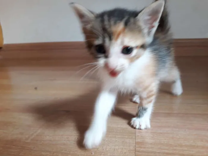 Gato ra a Tricolor idade Abaixo de 2 meses nome Gatinha